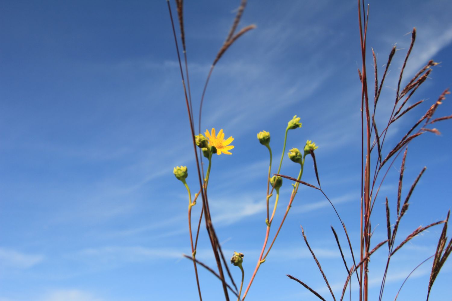 Calumet River Trail Hike 